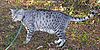 Egyptian Mau