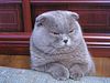Scottish Fold