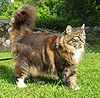 Norwegian Forest