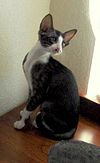 Oriental Bicolour