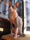 Sphinx