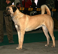 Anatolian