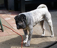 Shar Pei