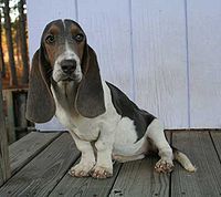Basset Hound