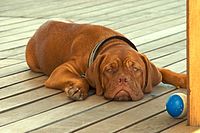 Dogue de Bordeaux
