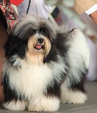 Havanese