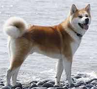 Japanese Akita