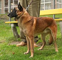 Belgium Malinois