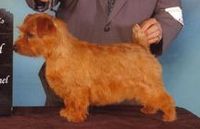 Norfolk Terrier