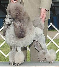 Poodle