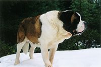 St Bernard