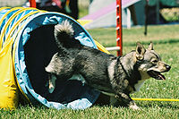 Swedish Vallhund