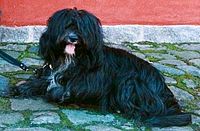 Tibetan Terrier