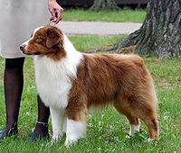 Australian Shepard