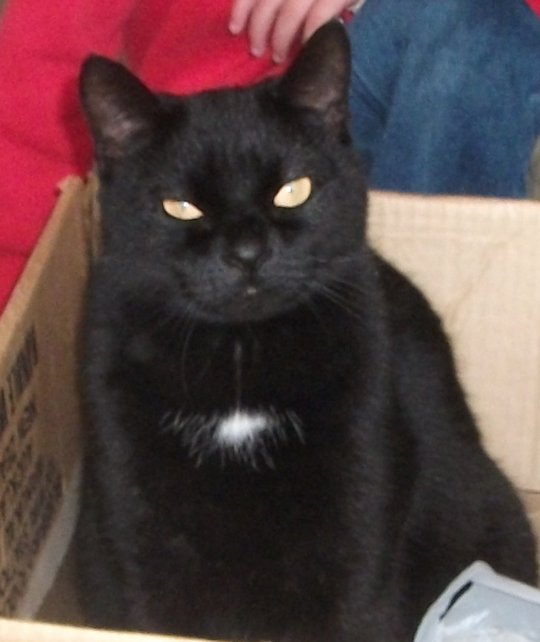 Cat in a Box