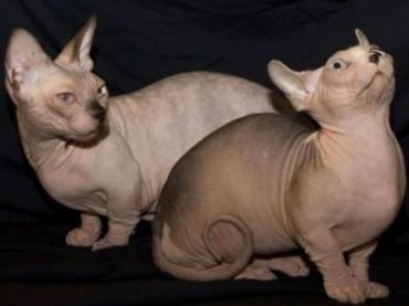 Dwelf Cat