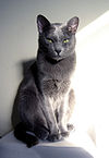 Korat Cat