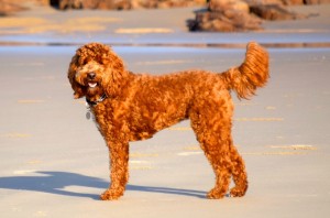 Labradoodle