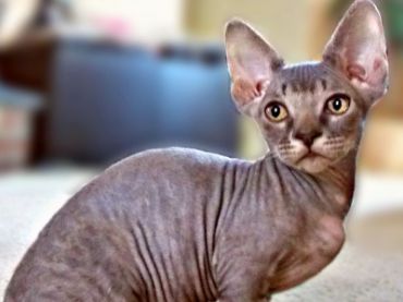 Minskin Cat