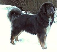 Tibetan Mastiff