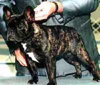 French Bulldog