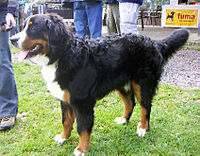Bernese Mounting Dog