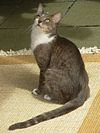 Brazillian Shorthair