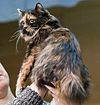 Cymric