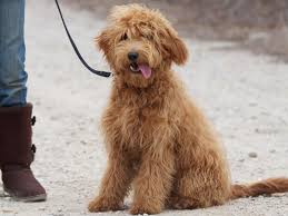 Goldendoodle
