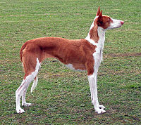 Ibizian Hound