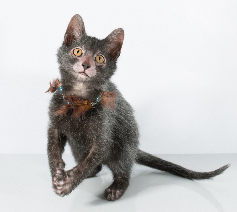 Lykoi Cat