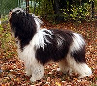 Polish Lowland Sheepdog
