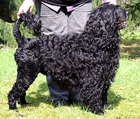 Portuguese Water Dog