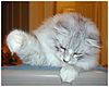 Siberian