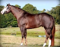 American Quarter Horse