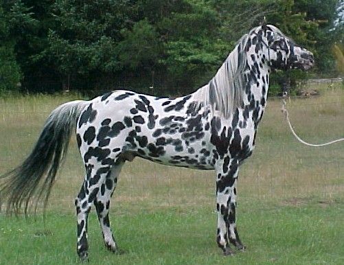 Appaloosa Horse
