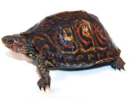 Central American Wood Turtle
