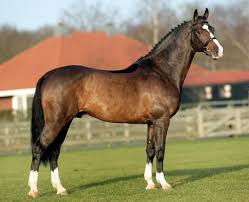 Dutch Warmblood Horse