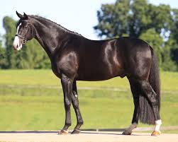 Hanoverian Horse
