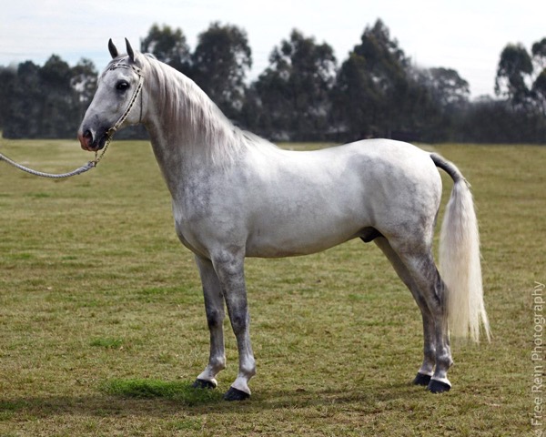 Lipizzan Horse