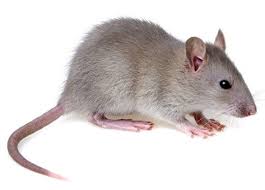 Common Grey Mouse