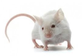 White Mouse