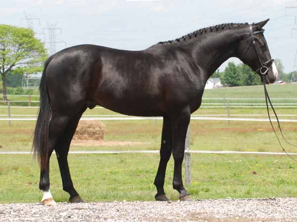 Oldenburg Horse