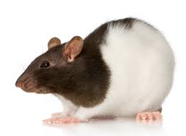 Brown and White Rat