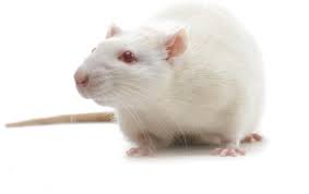 White Rat