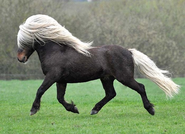 Shetland Pony