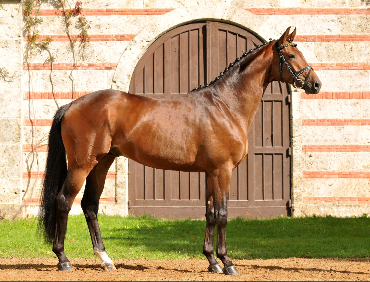 Trakehner Horse