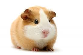 Brown and White Guinea Pig
