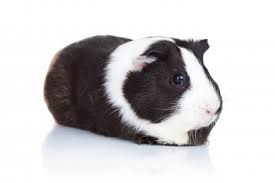 Black and White Guinea Pig