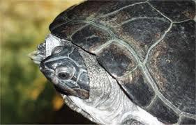 African Sideneck Turtle